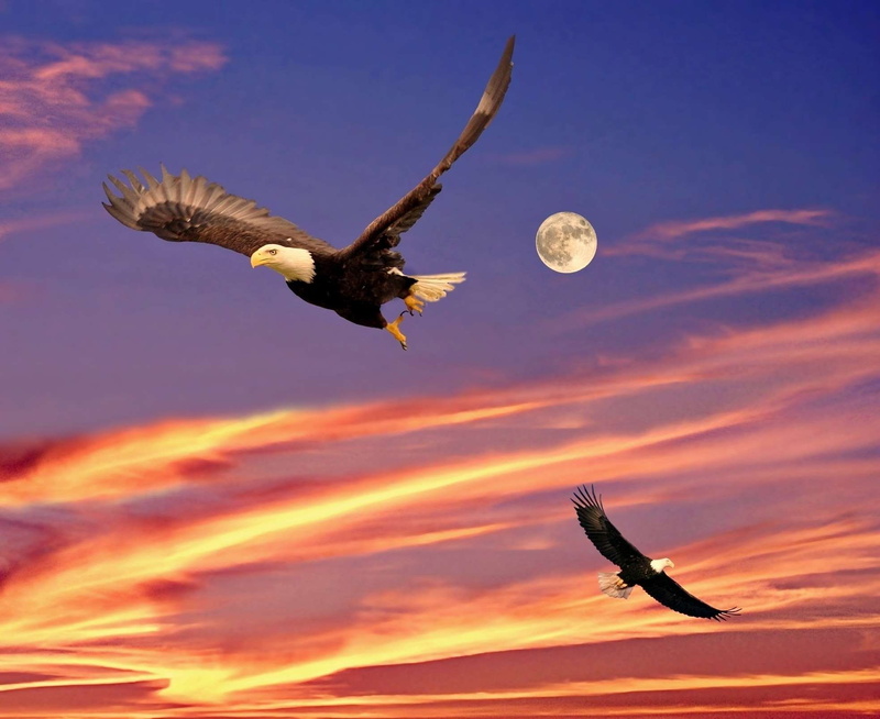 animal themes, bald eagle, ave de rapina, nature, spread wings, guias, eagle, cloud - sky, outdoors, clouds, one animal, animals in the wild, bird of prey