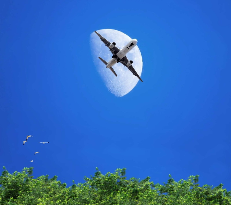 lua, clear sky, plant, sunlight, nature, day, copy space, mid-air, sunny, bird, mode of transportation, airplane, outdoors, tree, blue, low angle view