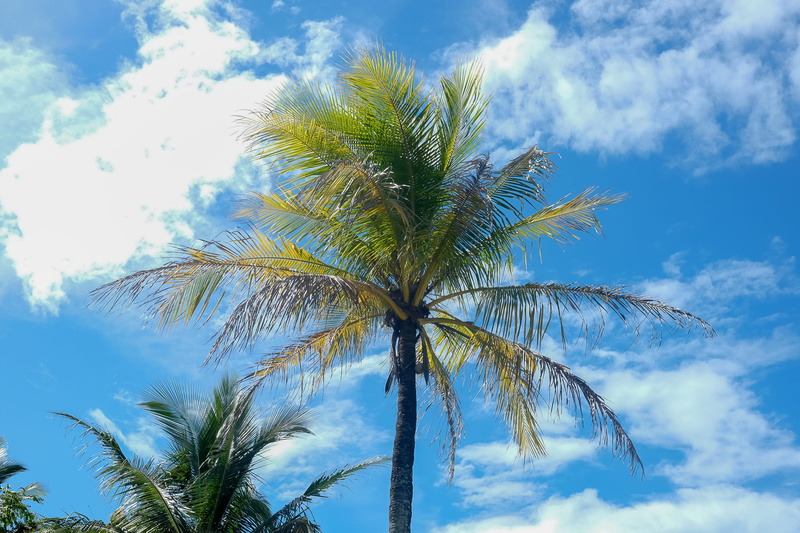no people, praia, plant, beauty in nature, blue, growth, coqueiro, tranquility, tranquil scene, trunk, scenics - nature, 2K, palmeira, brazil, nature