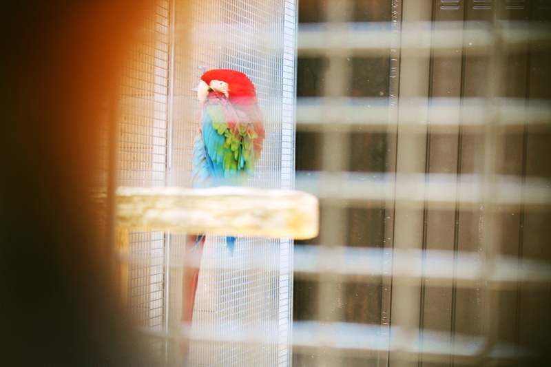 animais, nature, red, brasil, italy, red and blue, vermelho e azul, bird, birdcage, brazil, animal, natureza, cage, arara, glass - material, indoors, animals in captivity
