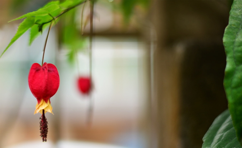 Macro, princess, natureza, day, growth, fruit, flower, outdoors, flor, Aero, earrings, close-up, food and drink, vermelho, selective focus, red, healthy eating
