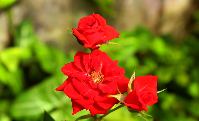 state of são paulo, #beauty, inflorescence, growth, flower head, no people, vulnerability, #vermelho, #flor, red, focus on foreground, #colors, #natureza