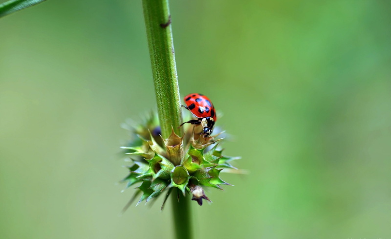 green color, vermelho, invertebrate, animal themes, ladybug, insetofolha, beauty in nature, close-up, animal wildlife, beetle, no people, focus on foreground