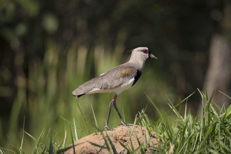 side view, animal themes, beak, olho, olhos vermelho, grey, outdoors, full length, dirt, nature, green color, perching, gray, red, vermelho, feather, white