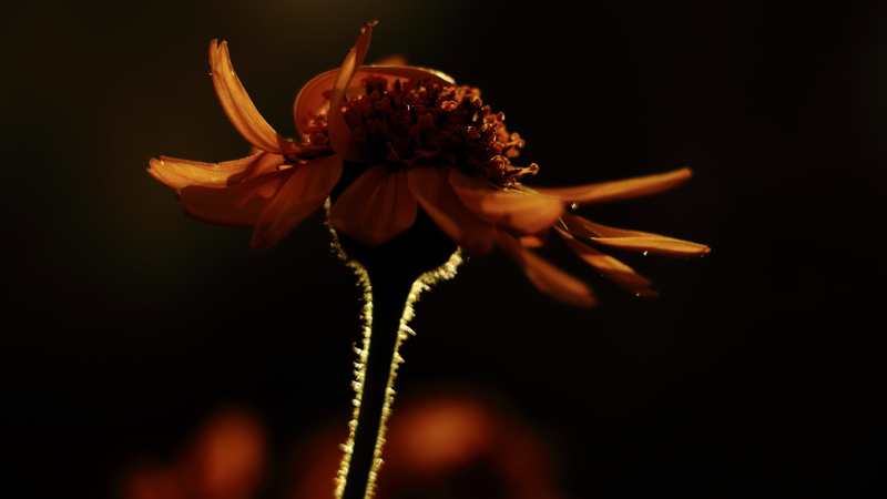 mountain, 5K, close-up, summer, macro, sunflower, beauty In Nature, Phase, sunset, petal, single Flower, Snowy Range, Wyoming, nature, Rebellious, plant