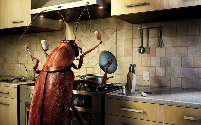 one Person, kitchen Counter, caucasian Ethnicity, cooking, appliance, MUSTACHE, STOVE, FOOD, no people, food and drink, freshness, preparation, women, preparing food