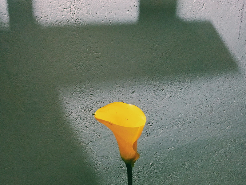 architecture, nature, petal, fruit, araceae, day, plant, outdoors, blossom, paint, wall - building feature, crocus, leaf, textured, anther, 4K, wall, green color