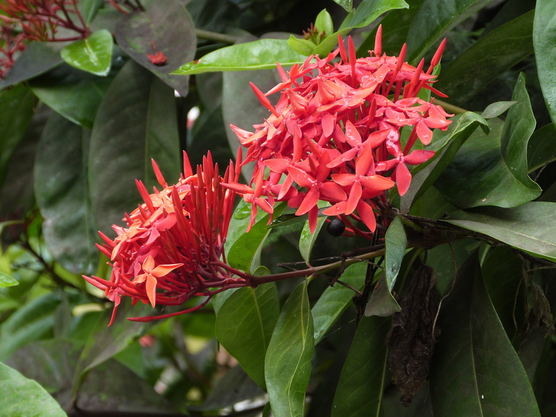 tropical, flora, fragility, vulnerability, island, flower head, petal, red, plant, martinique, tropical flower, flowering plant, day, plant part, 4K, no people
