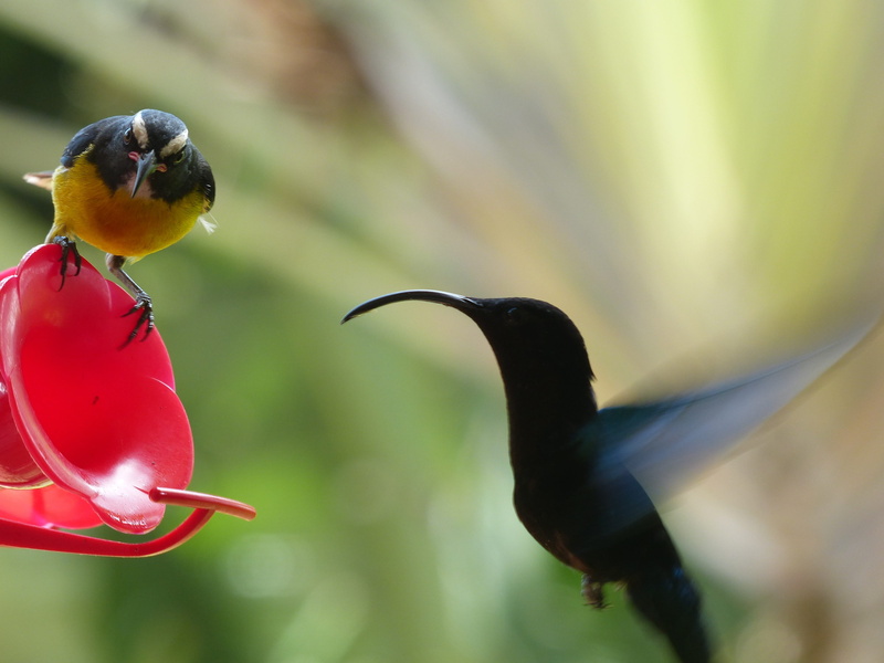 nature, outdoors, close-up, flight, garden, animal, hummingbird, martinique, humming, beak, animal wildlife, bird, red, no people, perching, flying, one animal