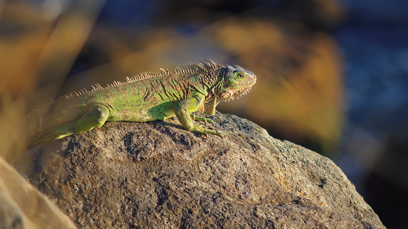 guadeloupe, eye, zoo, solid, land, animals in the wild, terrarium, rock, rock - object, lizard, 4K, animal, iguanidae, one animal, dragon, day, close-up