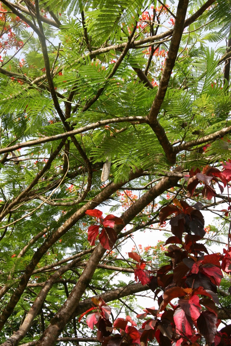 fruit, healthy eating, branch, flowering, red, vegetation, nature, day, plant, tree, leaf, outdoors, green color, food, no people, growth, 1080P, food and drink