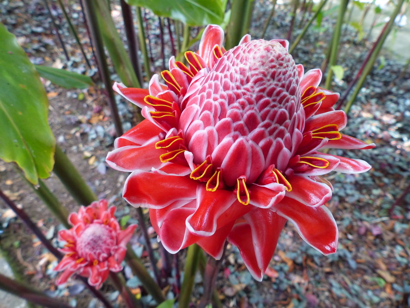 pollen, day, outdoors, flower, high angle view, petal, fragility, inflorescence, west indies, plant, close-up, flower head, garden, martinique, nature