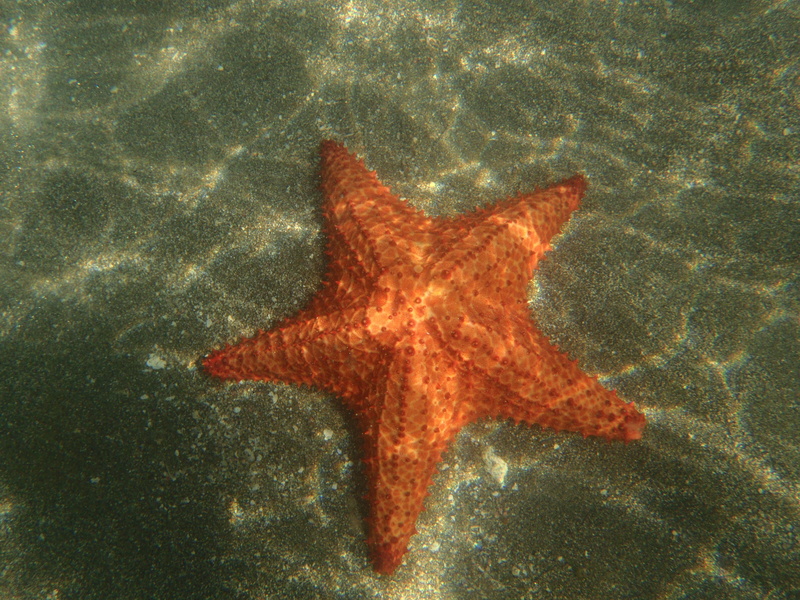 starfish, sea life, undersea, animal, sea, shape, outdoors, underwater, marine, one animal, sea star, animal wildlife, 4K, transparent water, water, nature