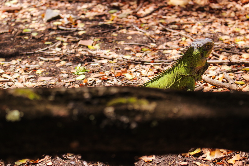 ground, one animal, wood - material, sunlight, iguana, vertebrate, insect, snake, plant part, close-up, turtle, ocelot, ilet chancel, lizard, jaguar, martinique