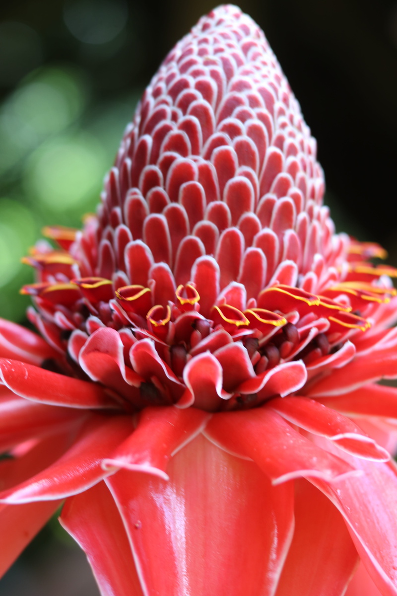 focus on foreground, west indies, good looking, caribbean, nature, red, beauty in nature, martinique, day, pink, pollen, petal, close-up, tropical, flower head