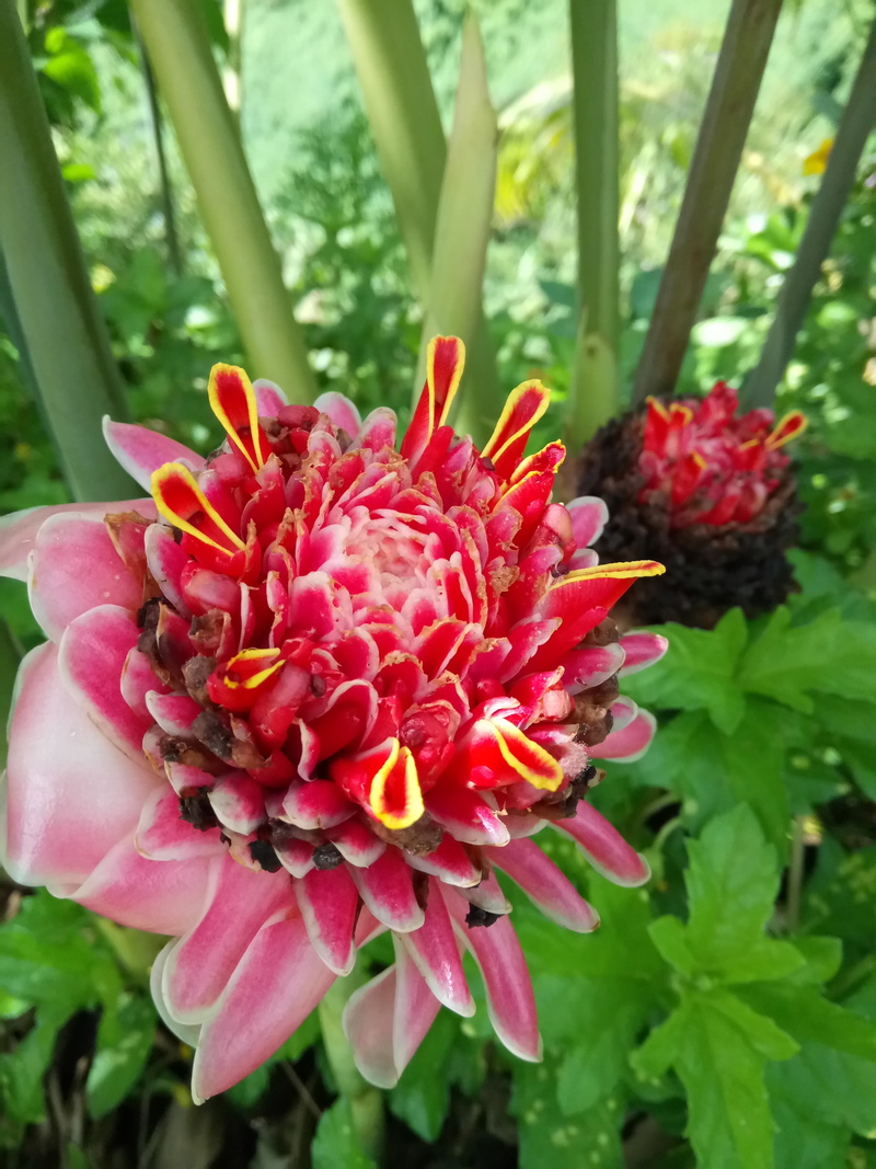 freshness, plants, tropical, flower, lush, red, garden, plant, botany, flora, plant part, beauty in nature, day, 2K, exotic flower, leaf, pink, inflorescence