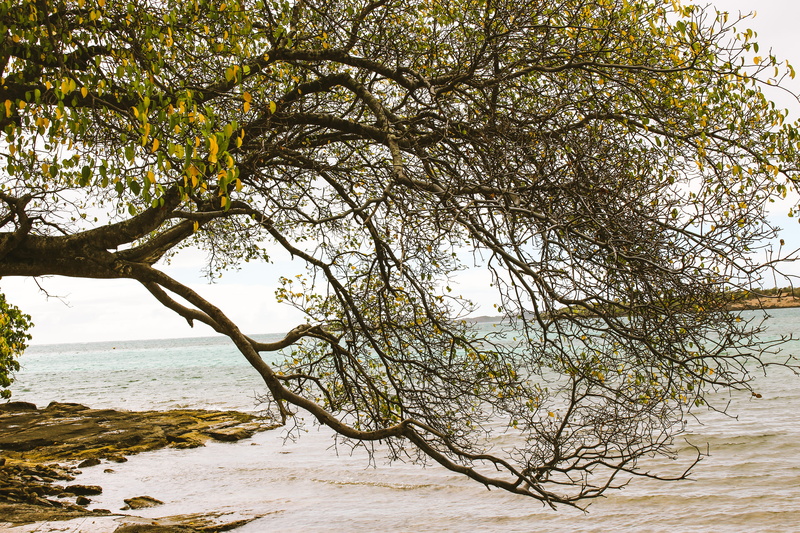 5K, flood, oak, outdoors, tranquil scene, martinique, sunlight, scenics - nature, ilet oscar, beauty in nature, no people, trunk, growth, handrail, ground