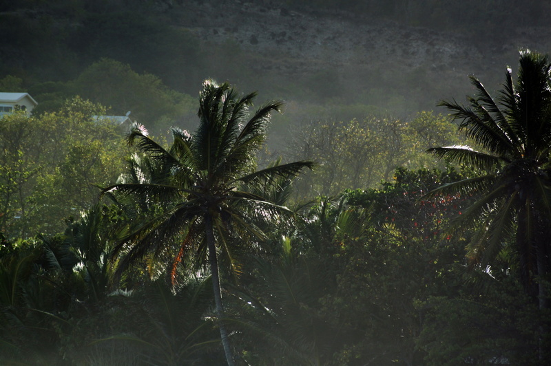 trees, scenics - nature, outdoors, green color, landscape, palm tree, palm, tropics, day, caribbean, environment, tree, beauty in nature, martinique, plant