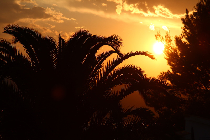 summer, date palm tree, silhouette, palm, beauty in nature, cloud - sky, plant, growth, palm leaf, sunset, travel destinations, tropics, nature, martinique