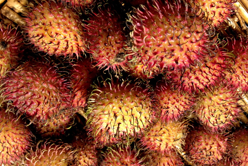 no people, Litchi, close-up, food and drink, outdoors, growth, red, Hairy, pink color, undersea, Rambutan, freshness, nature, wellbeing, marine, hairy litchi