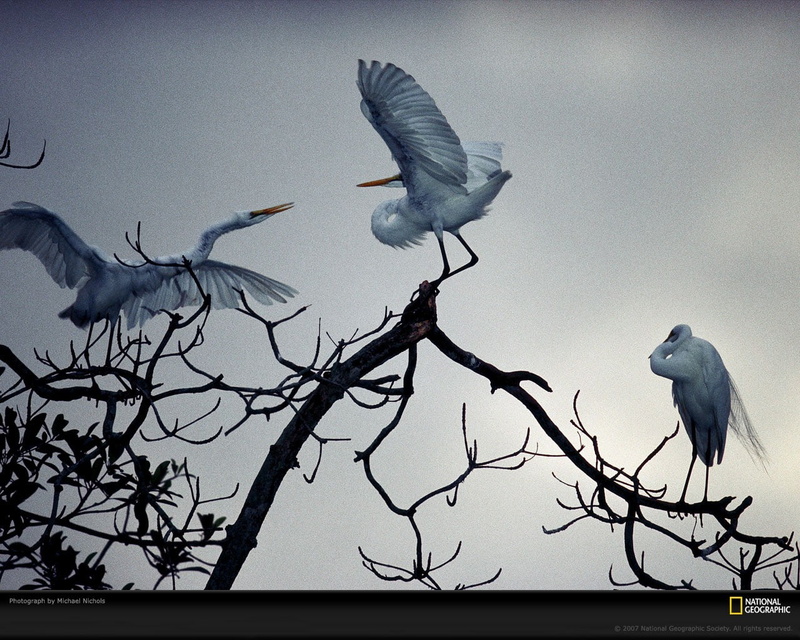 still, cranes (bird), spread wings, geographic, tree, animal wildlife, national, 720P, day, sky, birds, two animals, bare tree, crane, animal themes, National Geographic