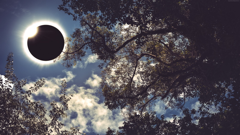 day, silhouette, no people, growth, 4k, moon, outdoors, Great American eclipse, beauty in nature, nature, sunlight, full moon, scenics - nature, plant