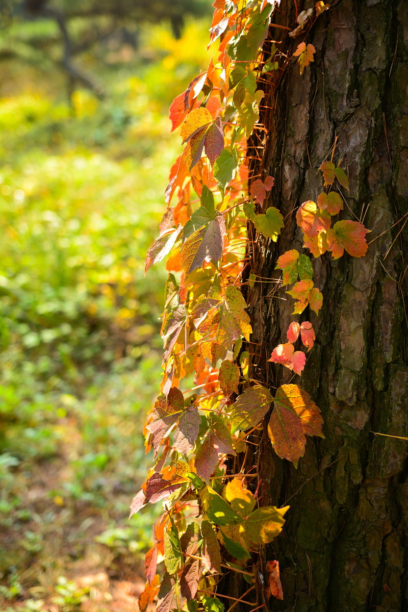 no people, gyeonggi do, cultural heritage, 5K, backlighting, leaf, focus on foreground, close-up, tree, songnim, unesco, coexistence, warmth, change, land