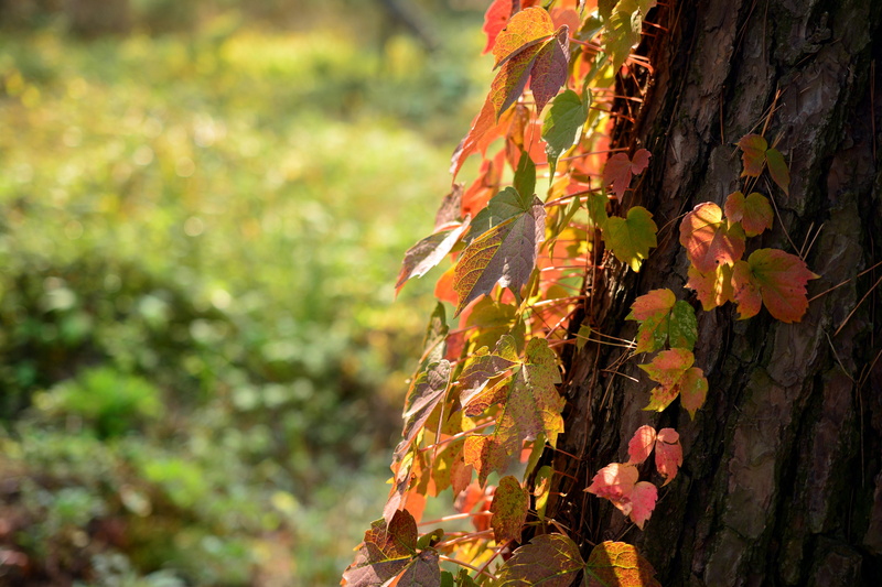sol, 5K, autumn collection, day, senjogahara, change, outdoors, focus on foreground, unesco, beauty in nature, zhang ling, green, tree trunk, multi colored