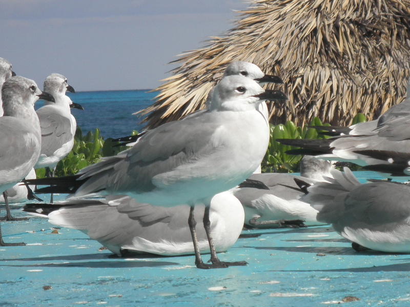 pest, pelican, carnivores, coexist, wild, kind, day, outdoors, meal, socialable, beauty in nature, gull, intelligent, zoology, feather, nature, animals in the wild