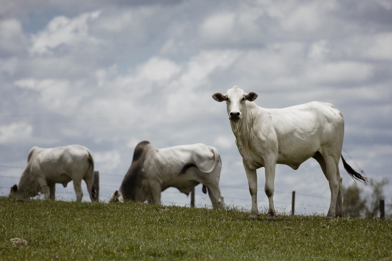 outdoors, grass, field, campo, domestic animals, group of animals, pasto, herbivorous, nature, 5K, domestic, pets, brazil, cloud - sky, cow, mammal, day