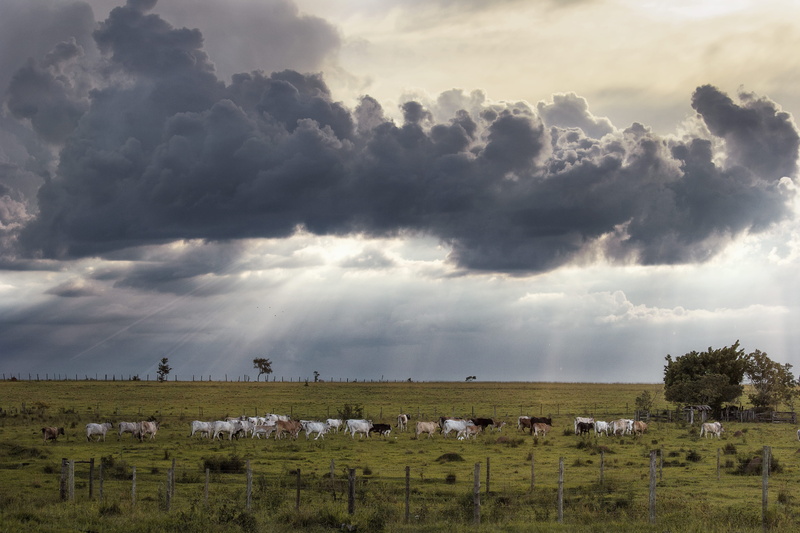 cloud - sky, plant, sky, brazil, domestic, environment, vaca, scenics - nature, nature, field, pereiras, céu, vertebrate, domestic animals, outdoors, cloudscape