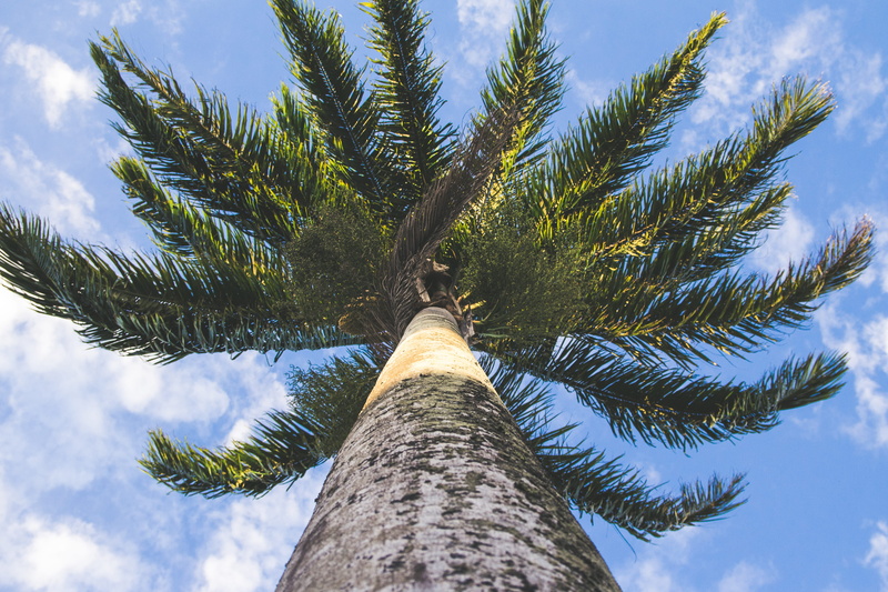 espírito santo, day, outdoors, cloud - sky, verde, tree, brasil, green color, turism, sky, coniferous tree, trunk, blue, tropical tree, coconut water, turismo