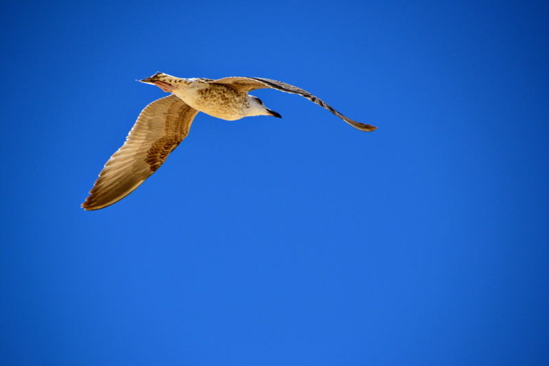 gaivota, céu, 4K, portugal, spread wings, falcon - bird, outdoors, vertebrate, animal body part, seagull, one animal, praia da nazare, blue, nature, mid-air