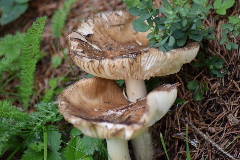 day, tree, fly agaric mushroom, field, no people, poisonous, nature, forest, fungi, edible mushroom, in conjunction with the, vegetable, toadstool, trip