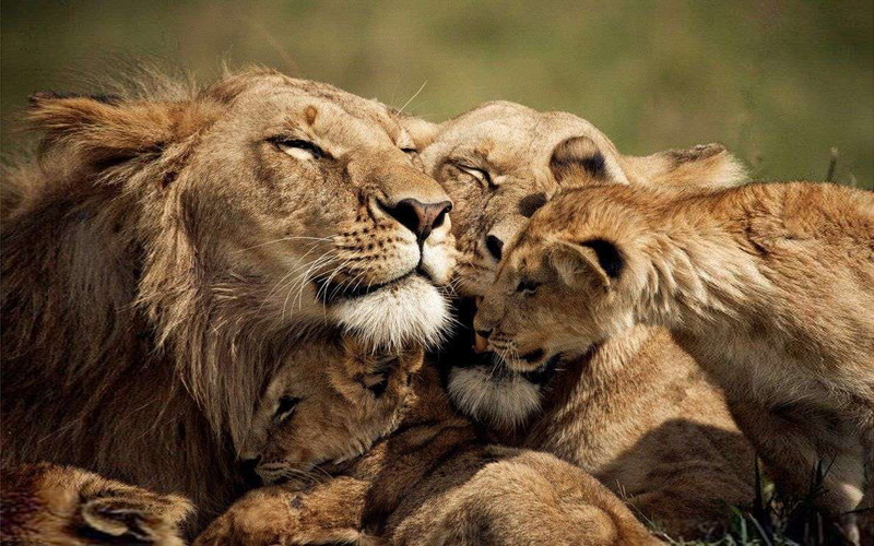 family, lion, love, desktop, hd, lions, 2K
