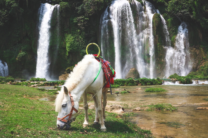 ban gioc waterfall, herbivorous, flowing water, waterfall, animal wildlife, vietnam, motion, domestic animals, animal themes, 5K, rocks, fairy falls, horse