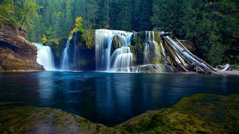 united states, chute, usa, trunks, river, stream, tree, nature, washington, trunk, 1080P, lower lewis river falls, america, landscape, water, cougar, body of water