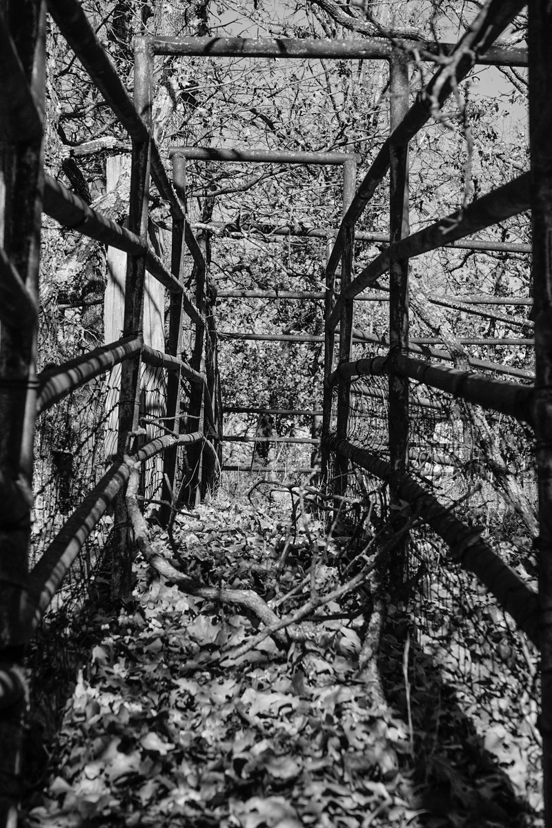 messy, architecture, chute, 4K, land, tree trunk, farm, staircase, tree, the way forward, steps and staircases, railing, outdoors, abandoned, plant, corral