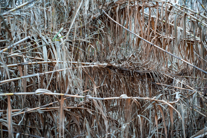 tuscaloosa, complexity, outdoors, brown, fronds, orange, day, tangled, textured, plant, tranquility, close-up, hay, full frame, united states, nature, texture