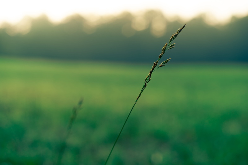 field, grass, tranquility, morning, agriculture, scenics - nature, sunset, plant, no people, nature, outdoors, close-up, sunrise, chute, 4K