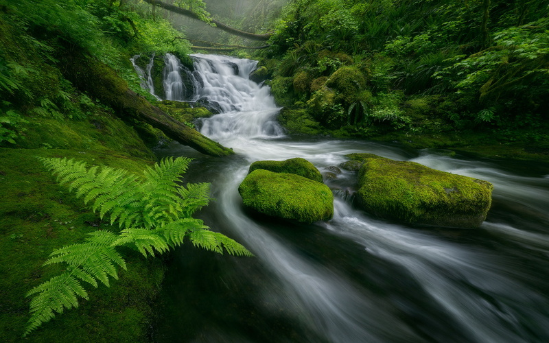 flowing, nature, land, tree, motion, green, cascades, flowing water, hd, green color, outdoors, 4K, waterfall, rainforest, beauty in nature, water, rocks