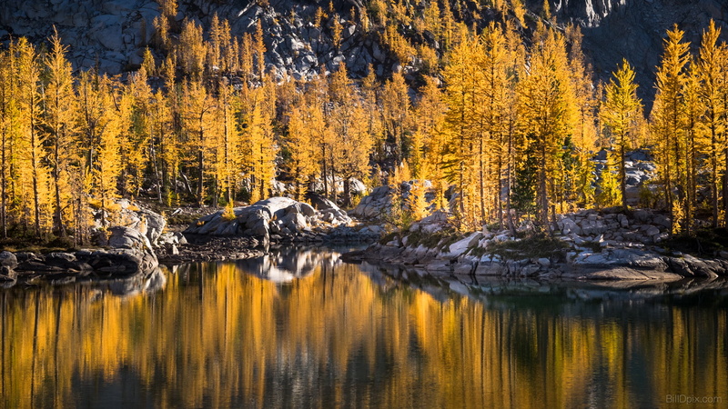 1080P, nature, water, trees, yellow, beauty In Nature, Larch, Reflection, scenics, forest, washington, woodland, autumn, landscape, tree, light, gold