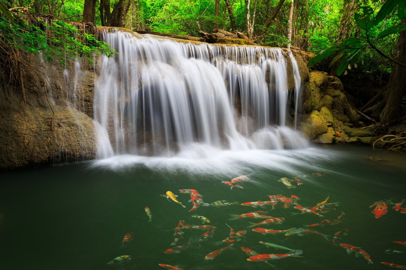 outdoors, nature, Fish, no people, Waterfalls, day, Thailand, plant, environment, blurred motion, forest, long exposure, land, falling water, motion, flowing water