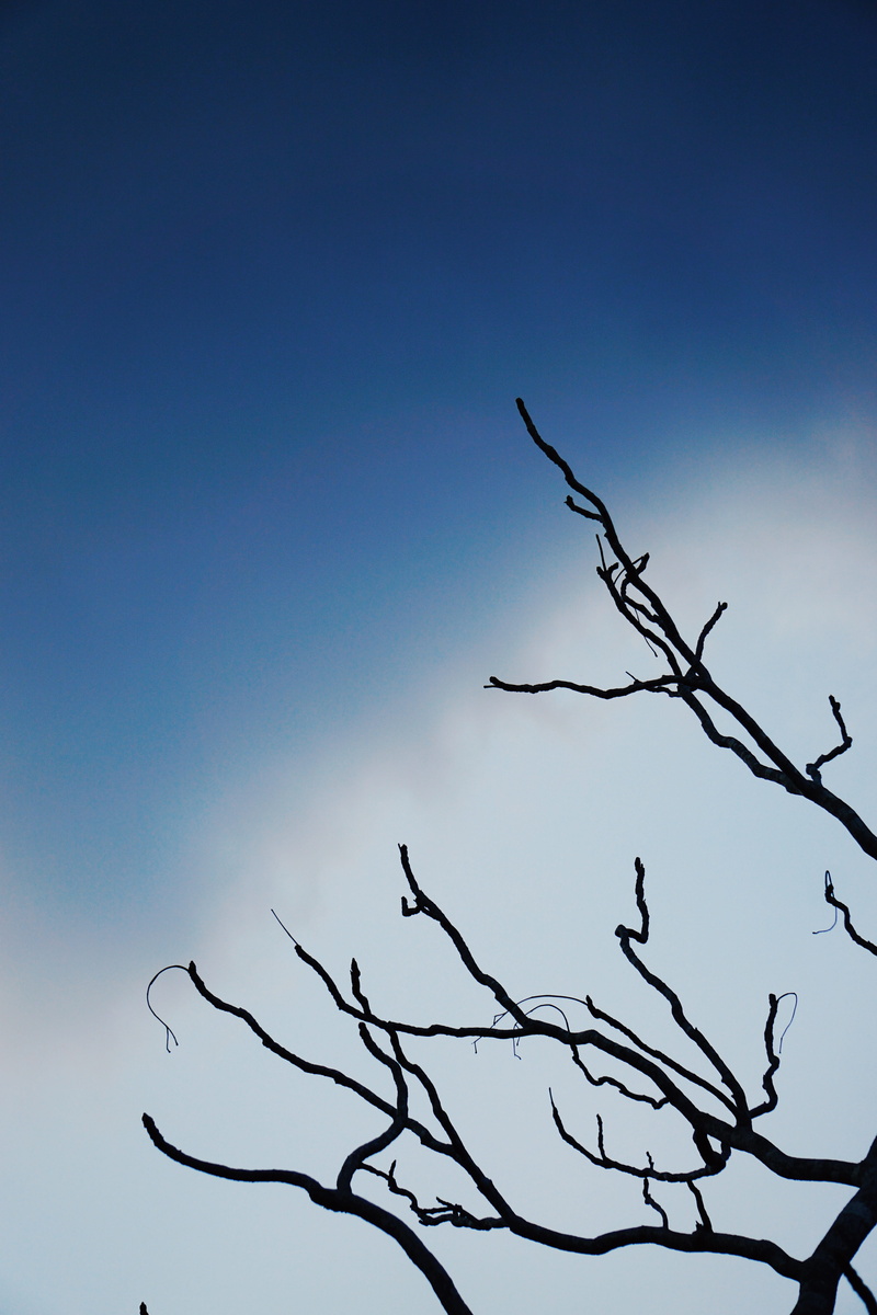 day, 5K, silhouette, scenics - nature, branch, nature, clear sky, copy space, low angle view, growth, blue, old, bare tree, thailand, tree, kanchanaburi