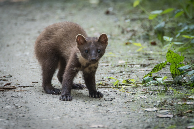 selective focus, front view, no people, looking at camera, animal, wild, full length, brown, animals in the wild, one animal, shift, vertebrate, mammal