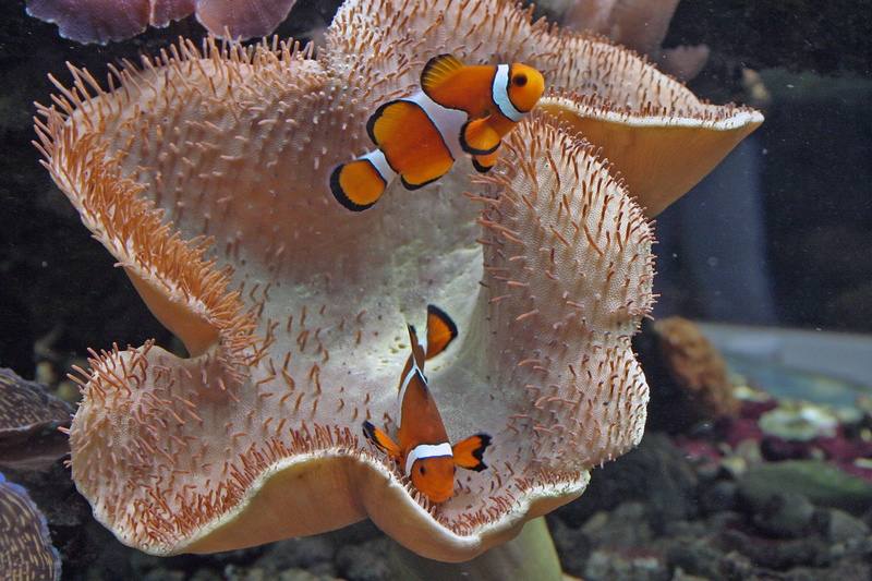 clowns, anenome, 1080P, Fish, fishes
