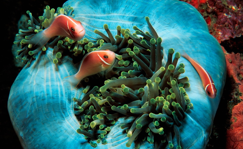 coral, clown fish, swimming, one animal, animal, animals in the wild, water, Anemonefish, Fish, Tropical, vertebrate, marine, Sea, sea life, Anemone, invertebrate
