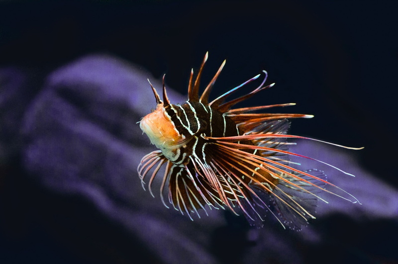 swimming, diving, black, scenic, seascape, flower, marine, bright, lionfish, close-up, color, vibrant, poisonous, striped, reef, animal, focus on foreground