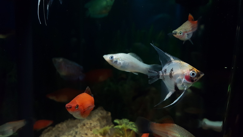 5K, swimming, exotic, ocean, assorted, group of animals, green, glass - material, color, egypt, landscape, fishes, animal wildlife, transparent, animals in the wild