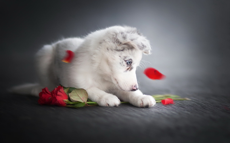 toy, no people, animal themes, bear, rose, flowers, relaxation, mammal, white, white color, pets, domestic animals, lying down, red, canine, vertebrate